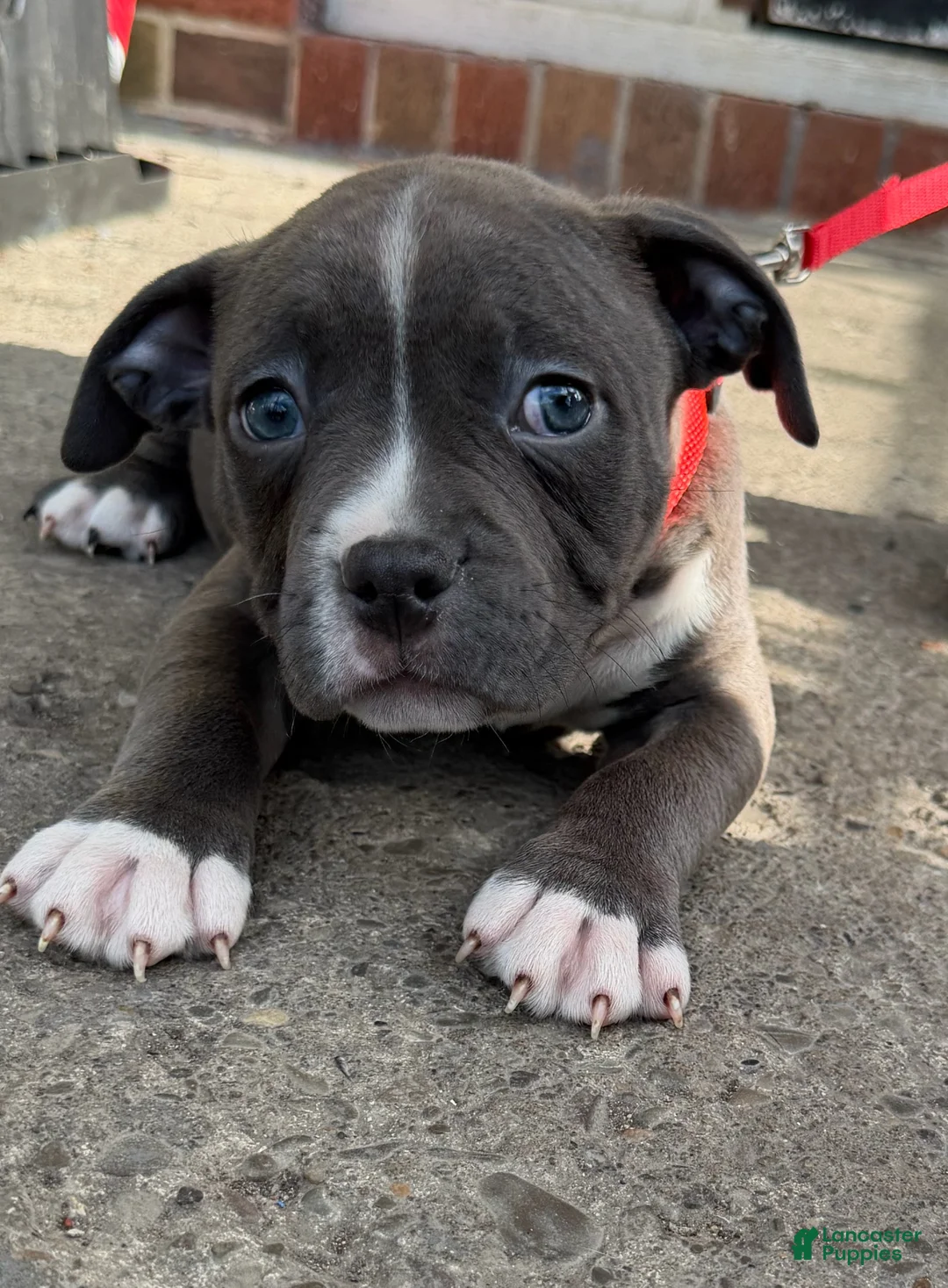 American Bully dogs for sale: Zane - Ad 1