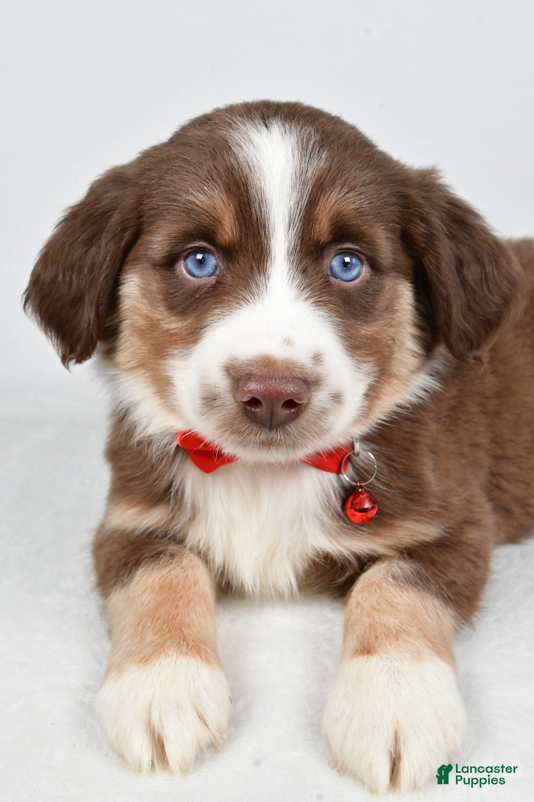 Miniature Australian Shepherd dogs for sale: Ronny - Ad 3