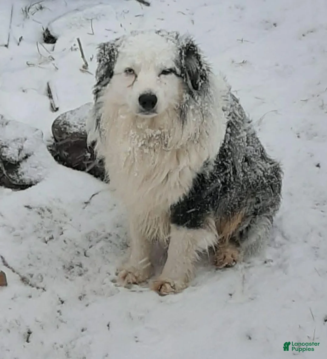 Toy Australian Shepherd dogs for sale: Toy Australian Shepherd 3 - Ad 4