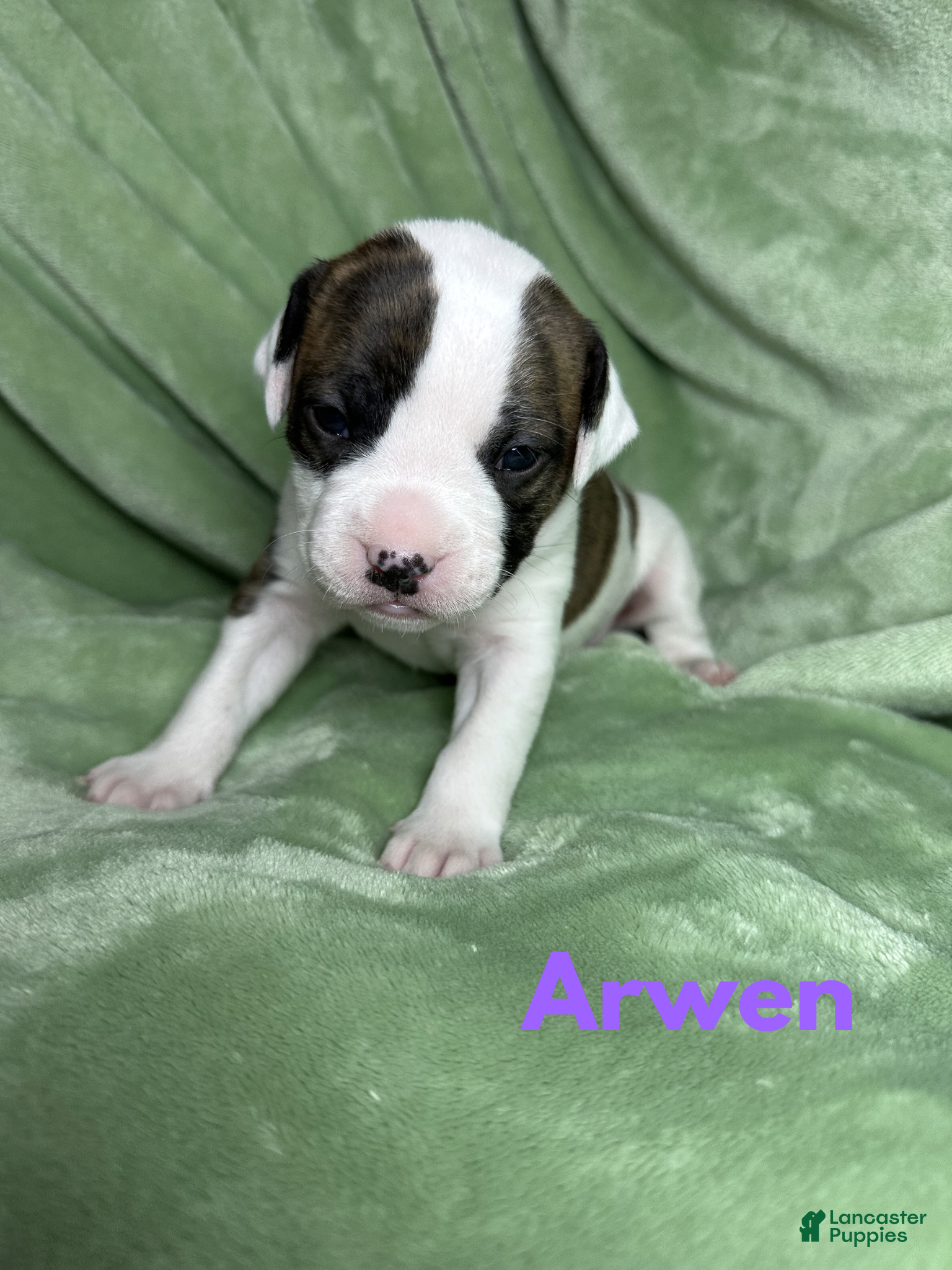 American Bulldog dogs American Bulldog Puppy 6 - Ad 1