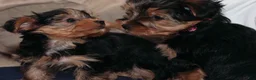 Yorkshire Terrier dogs for sale: Lisa - Ad 4