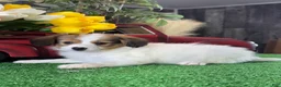 Papillon dogs for sale: Rocket 🚀  - Ad 5