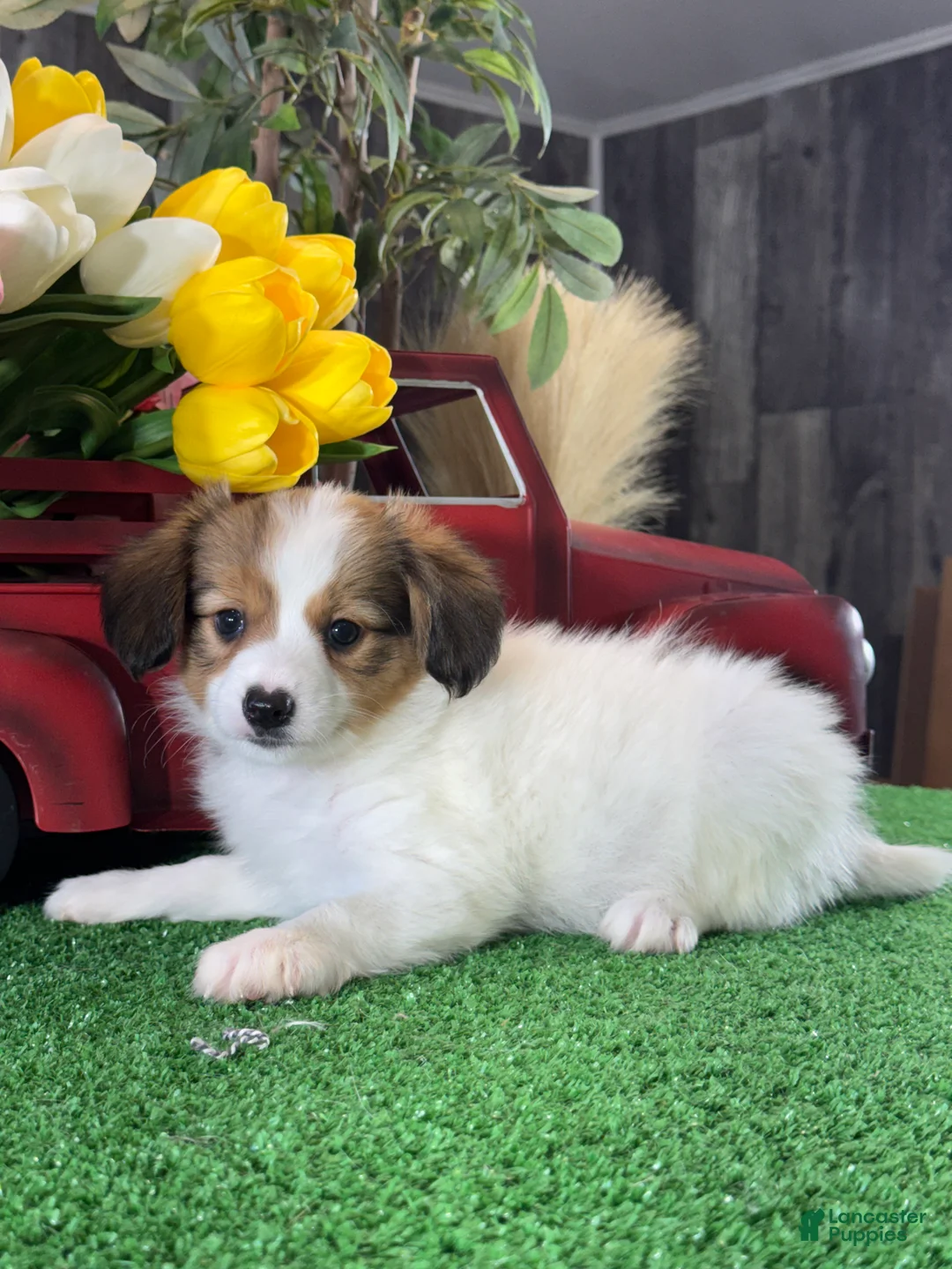 Papillon dogs for sale: Rocket 🚀  - Ad 5