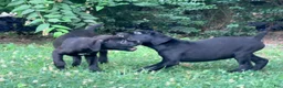 Cane Corso dogs for sale: Crowley AKC yellow/orange collar - Ad 23