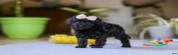 Miniature Poodle dogs for sale: Sienna - Ad 5