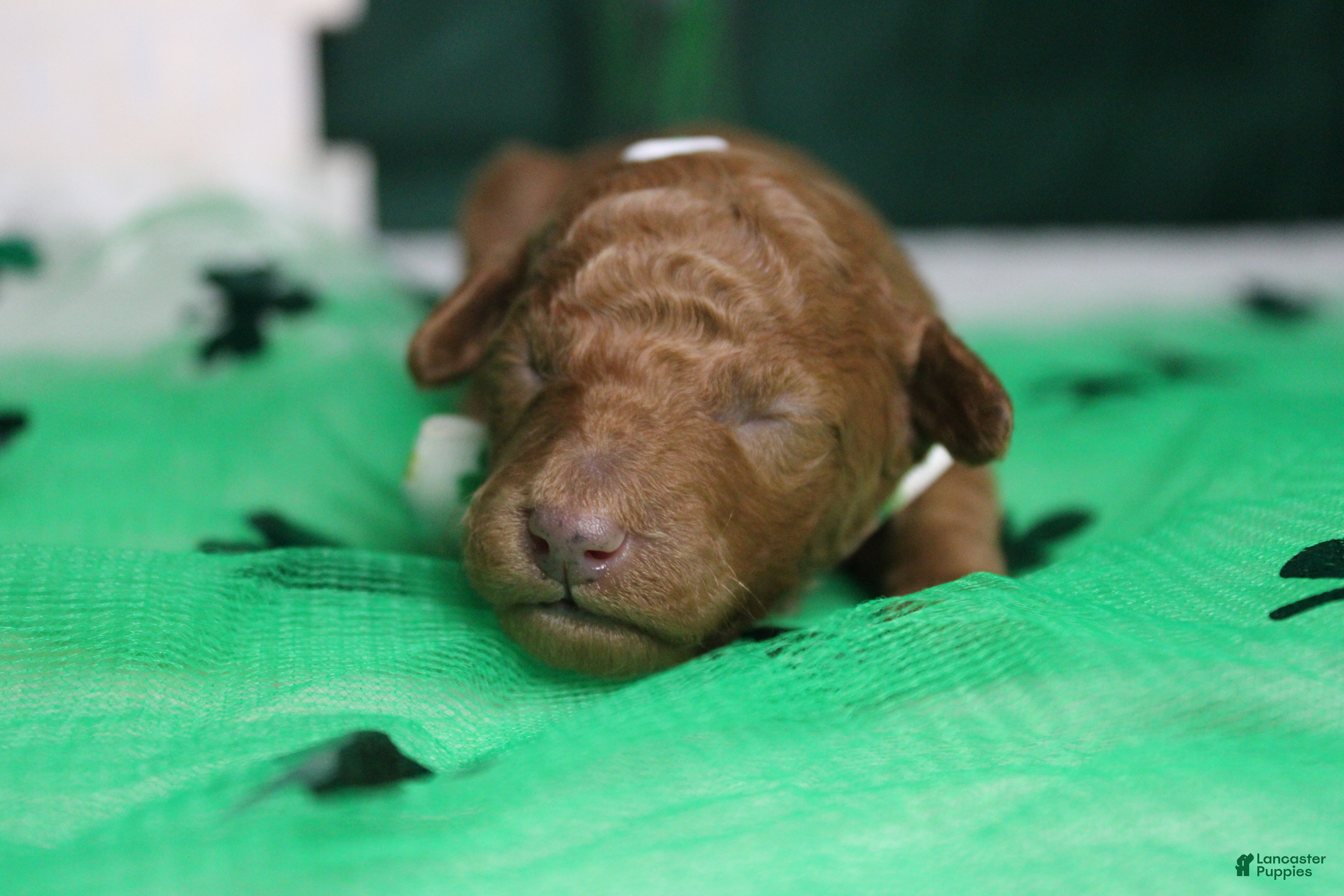 Miniature Poodle dogs Stephen  - Ad 42
