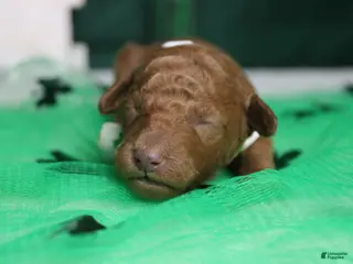 Miniature Poodle dogs Stephen - Ad 42