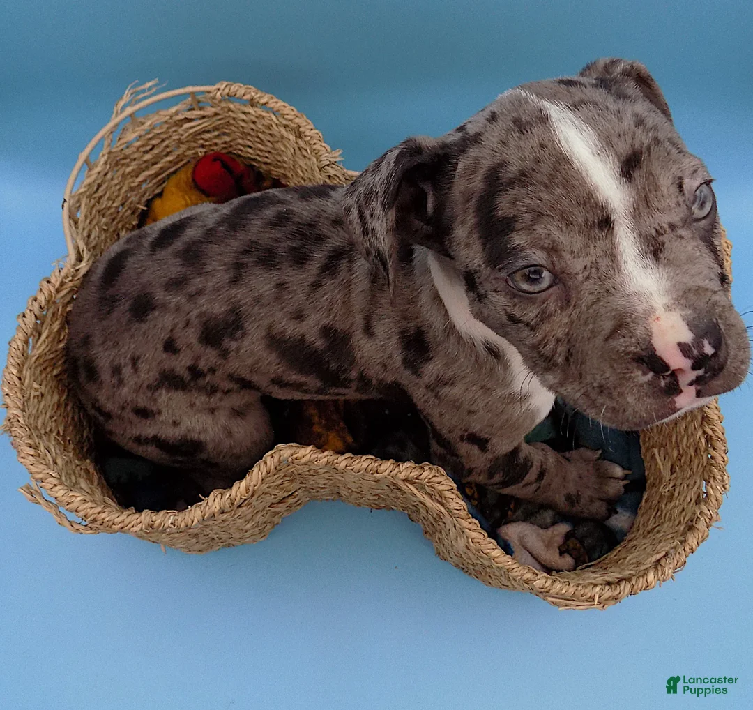 Mixed Breed dogs for sale: Boots - Ad 9