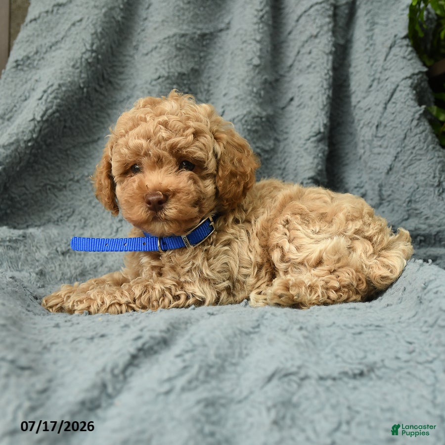 Toy Poodle dogs Jimmy - Ad 2