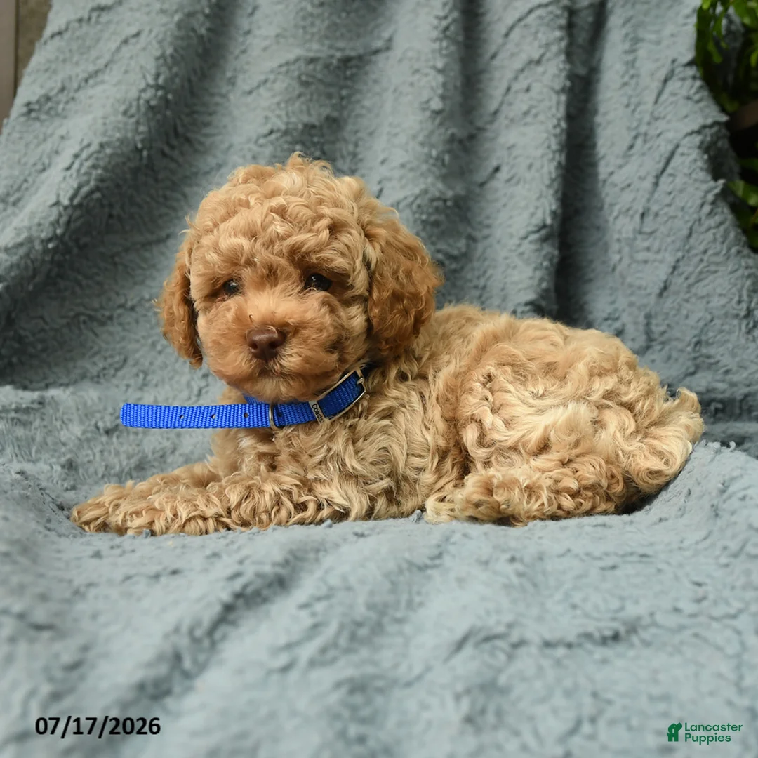 Toy Poodle dogs for sale: Jimmy - Ad 2
