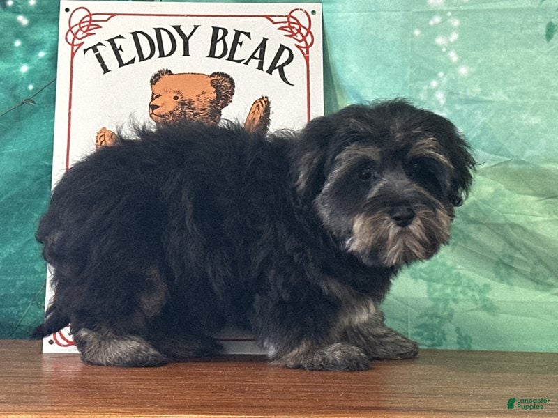 Yochon dogs for sale: Stormy - Ad 2