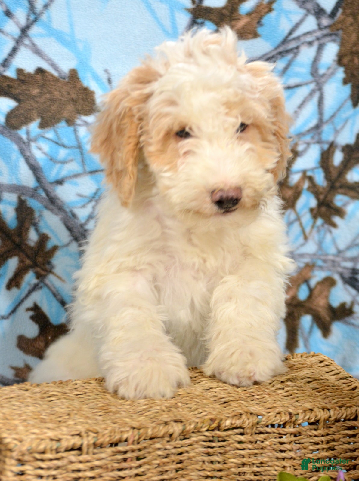 Goldendoodle dogs Dusty - Ad 34