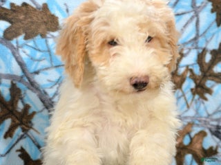 Goldendoodle dogs Dusty - Ad 41