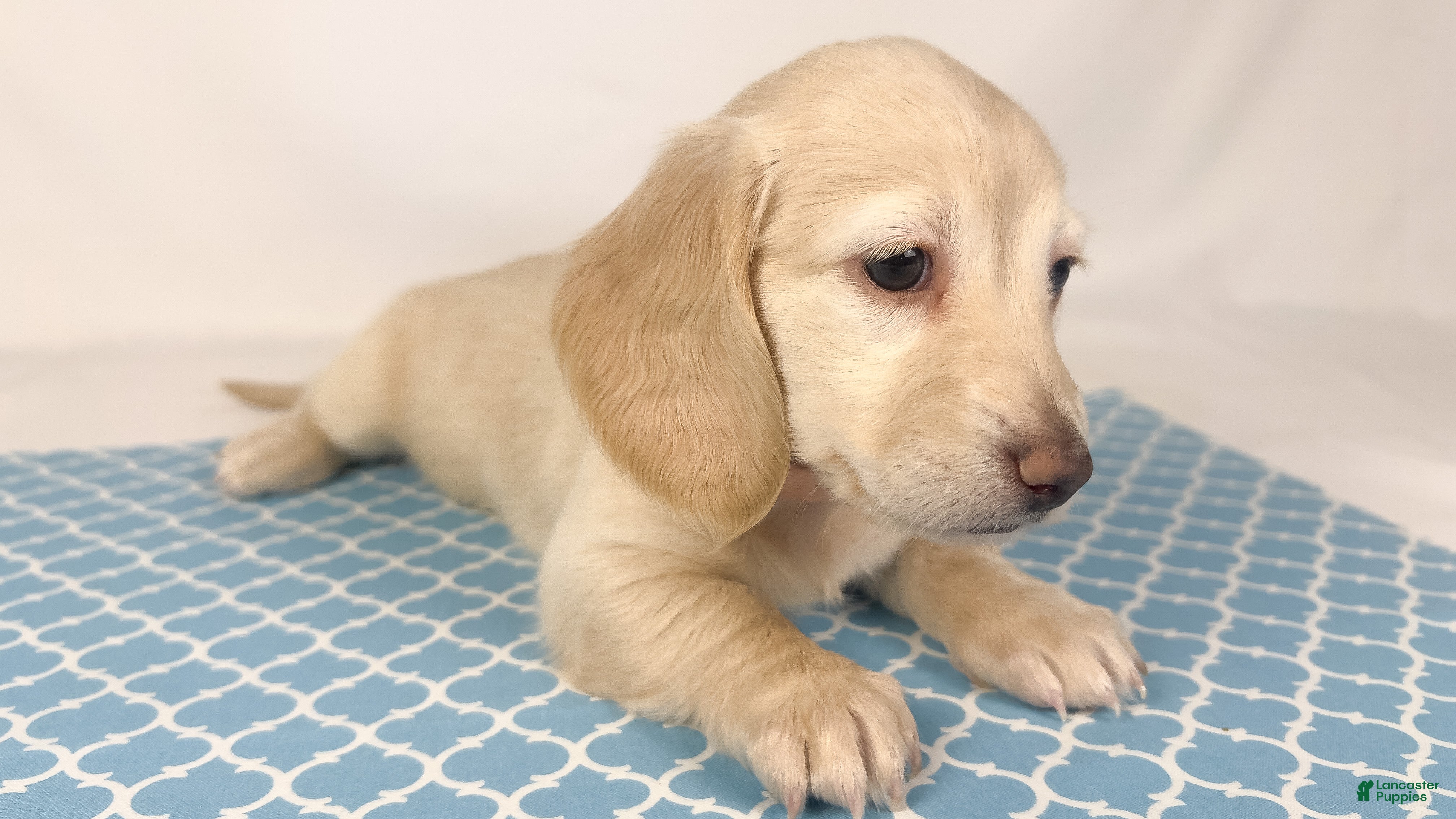 Miniature Dachshund dogs Swiss - Ad 2