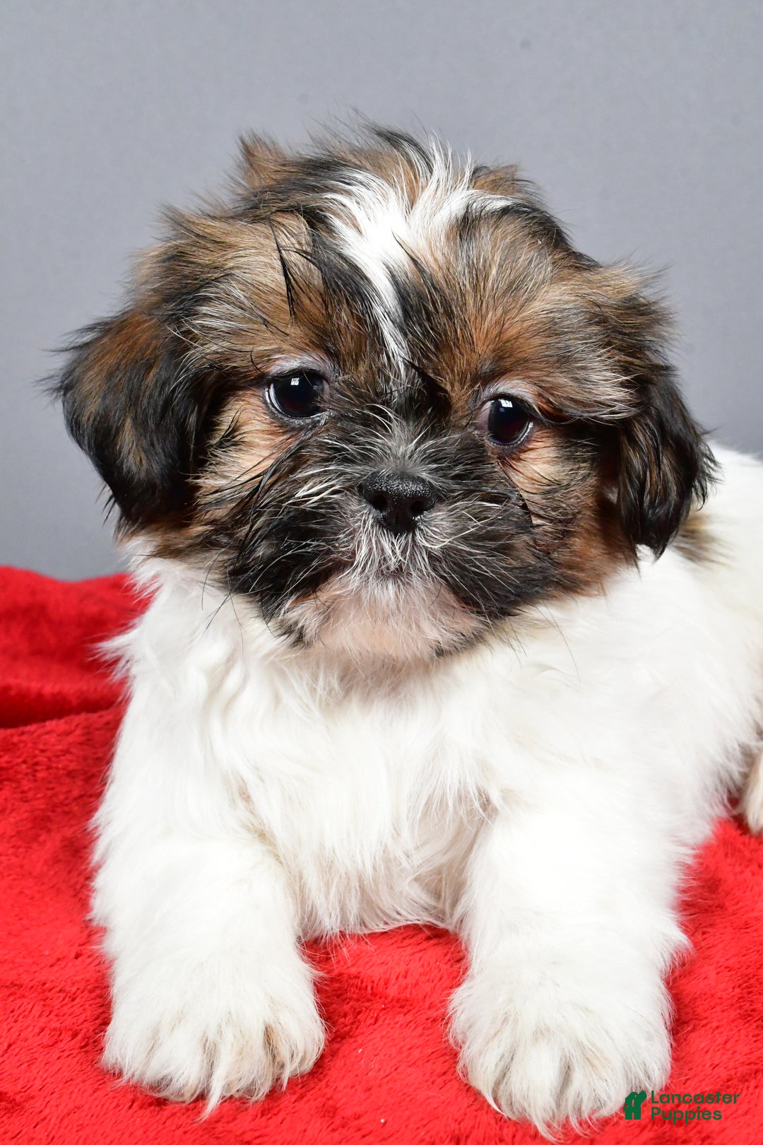 Shih Tzu dogs for sale: Maple - Ad 5