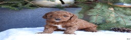 Goldendoodle dogs for sale: Archer - Ad 3