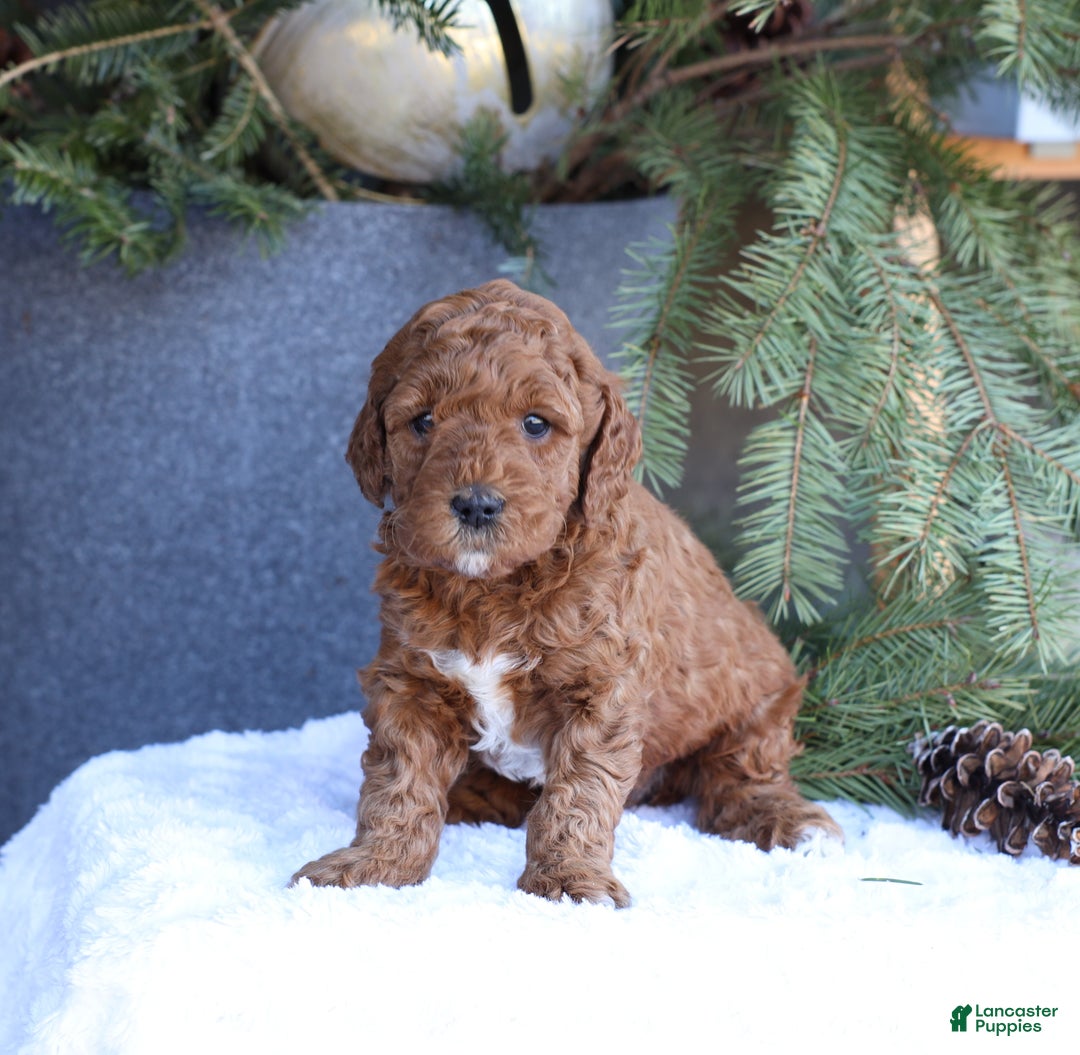 Goldendoodle dogs for sale: Archer - Ad 3