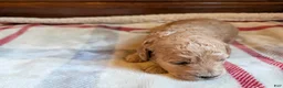 Mini Goldendoodle dogs for sale: Cassie - Ad 5