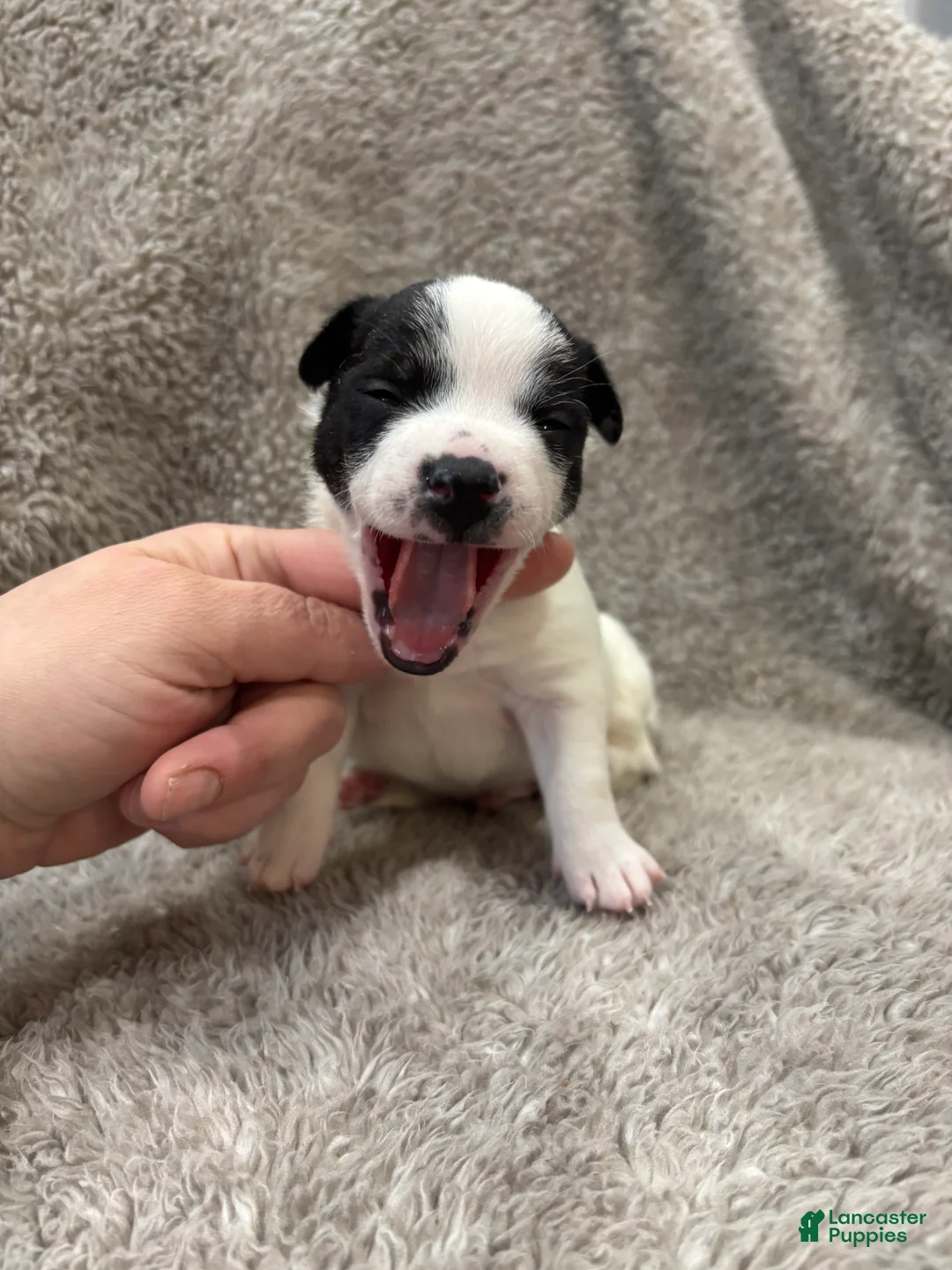 Chihuahua dogs for sale: Den - Ad 1