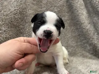 Chihuahua dogs Den - Ad 40