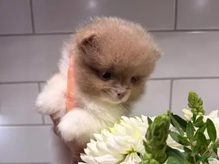 Pomeranian dogs Dave - Ad 37