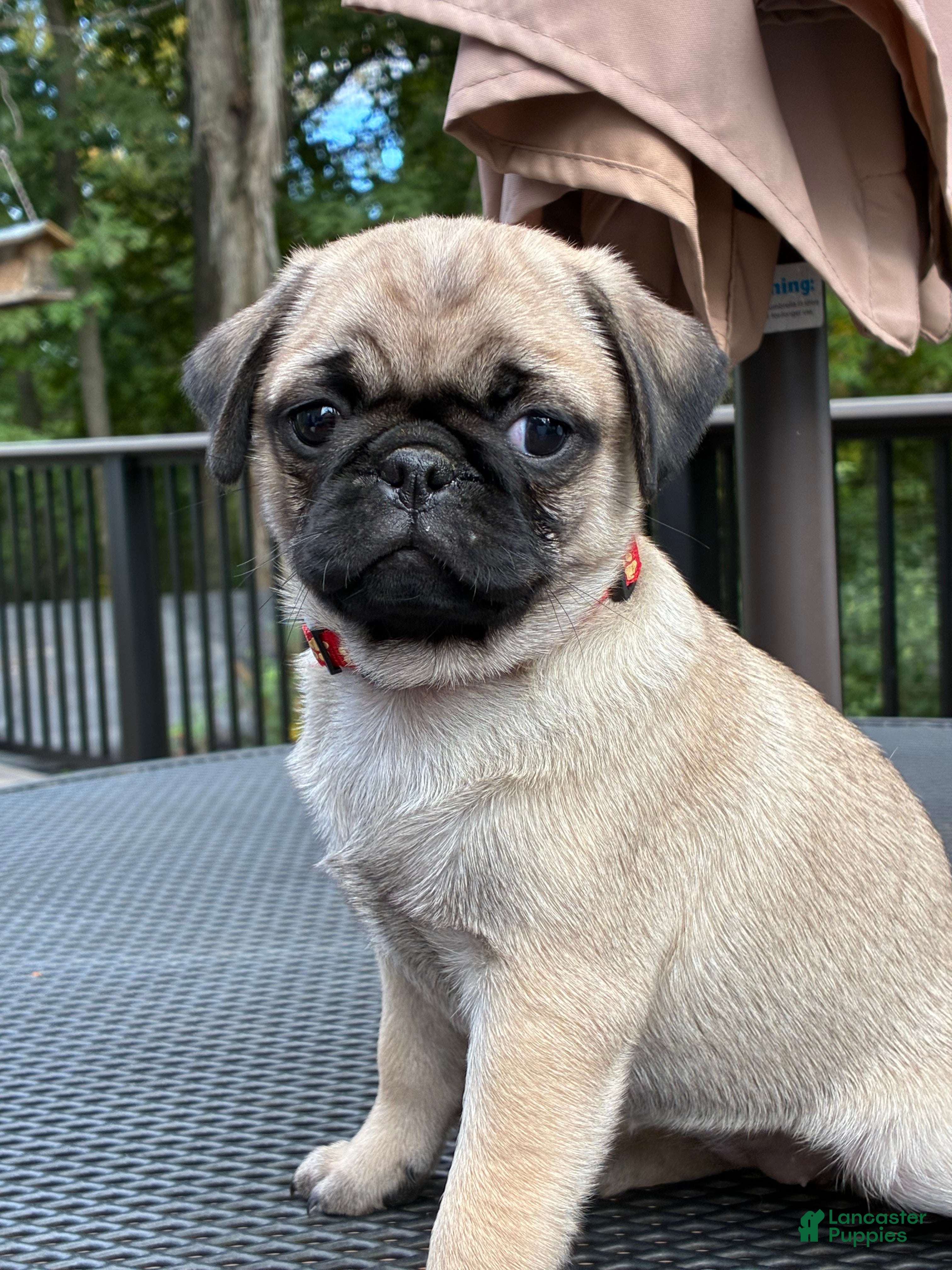 Pug dogs Bella - Ad 1