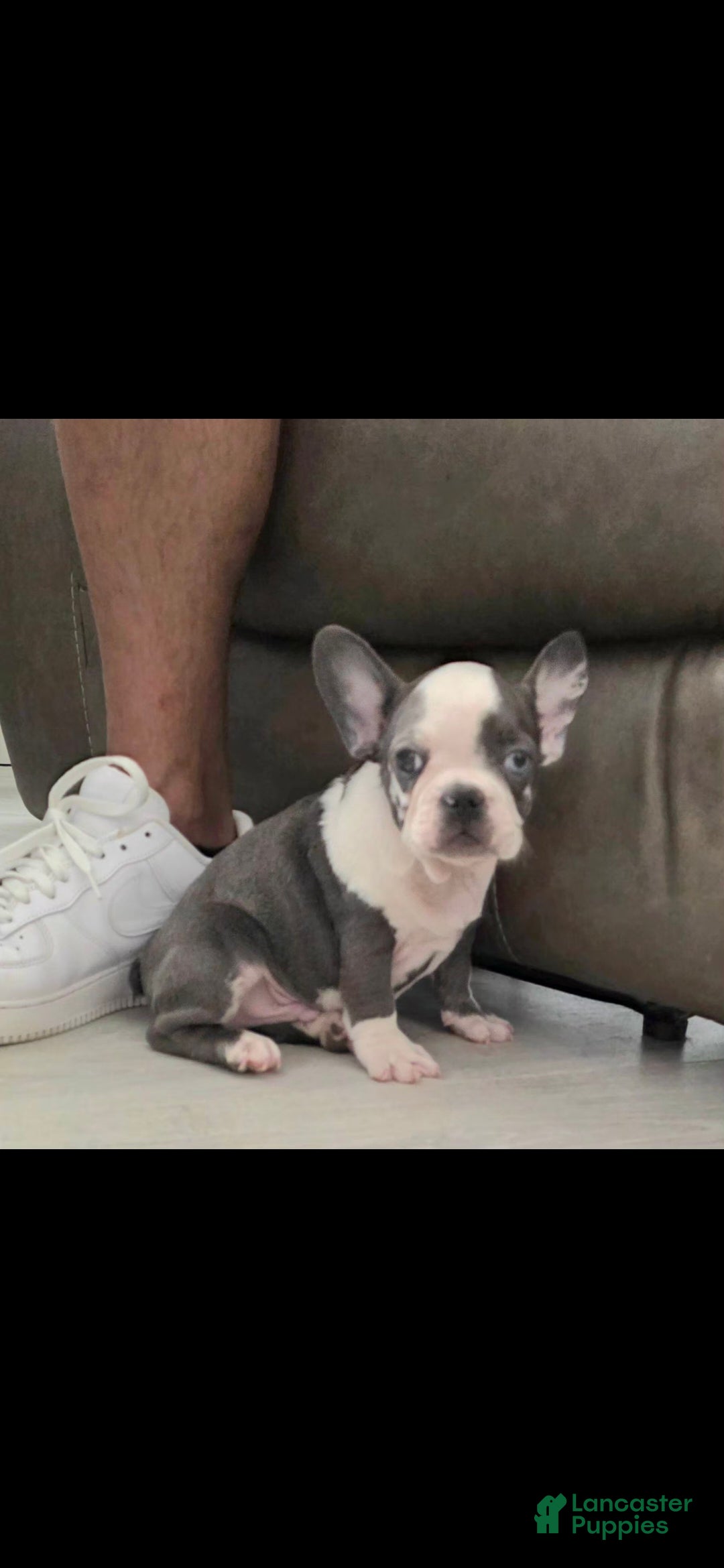 French Bulldog dogs Sultan - Ad 1