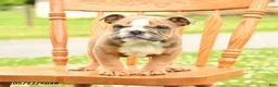 English Bulldog dogs for sale: Luna  - Ad 5