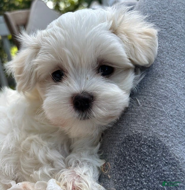 Maltese dogs Washington - Ad 1