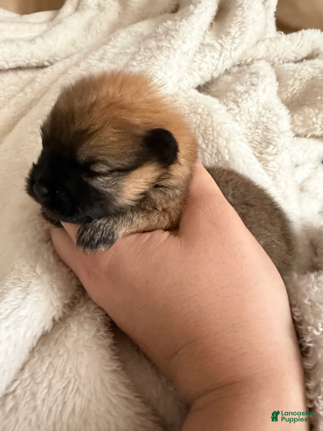 Pomeranian dogs for sale: Duke - Ad 1