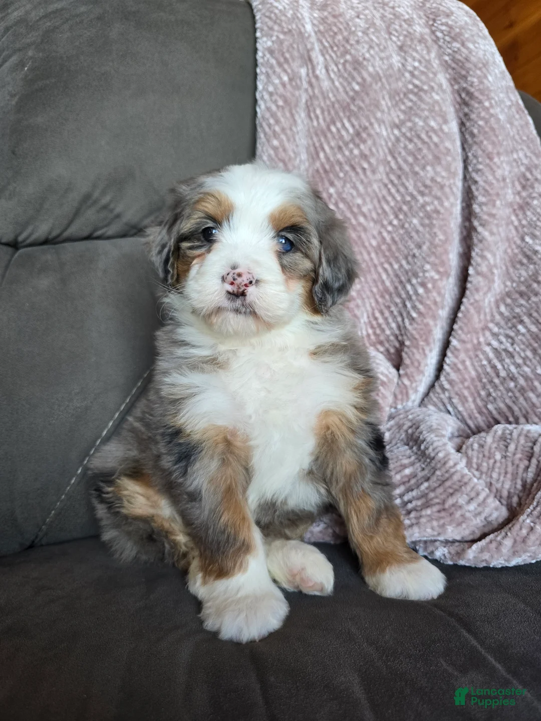 Mini Bernedoodle dogs for sale: Mini Oakley - Ad 3
