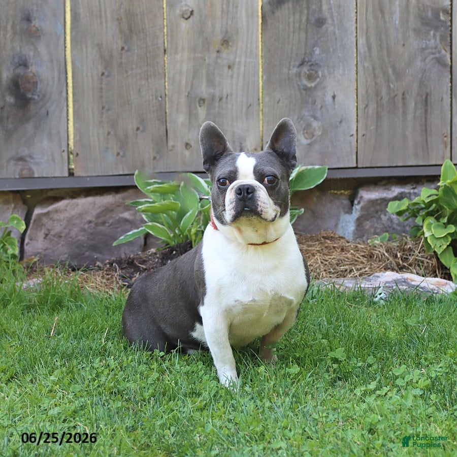 Boston Terrier dogs Rocket - Ad 2
