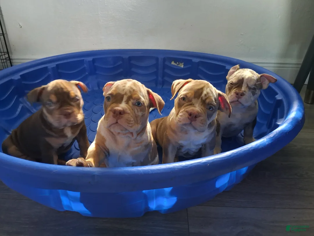 American Bully dogs for sale: American Bully Puppy 1 - Ad 4
