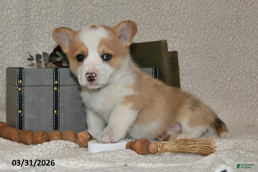 Welsh Corgi Pembroke dogs for sale: Dove - Ad 2