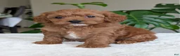 Cavapoo dogs for sale: Kylie - Ad 8