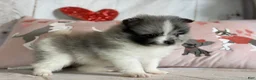 Pomeranian dogs for sale: Cupid blue eye  - Ad 6