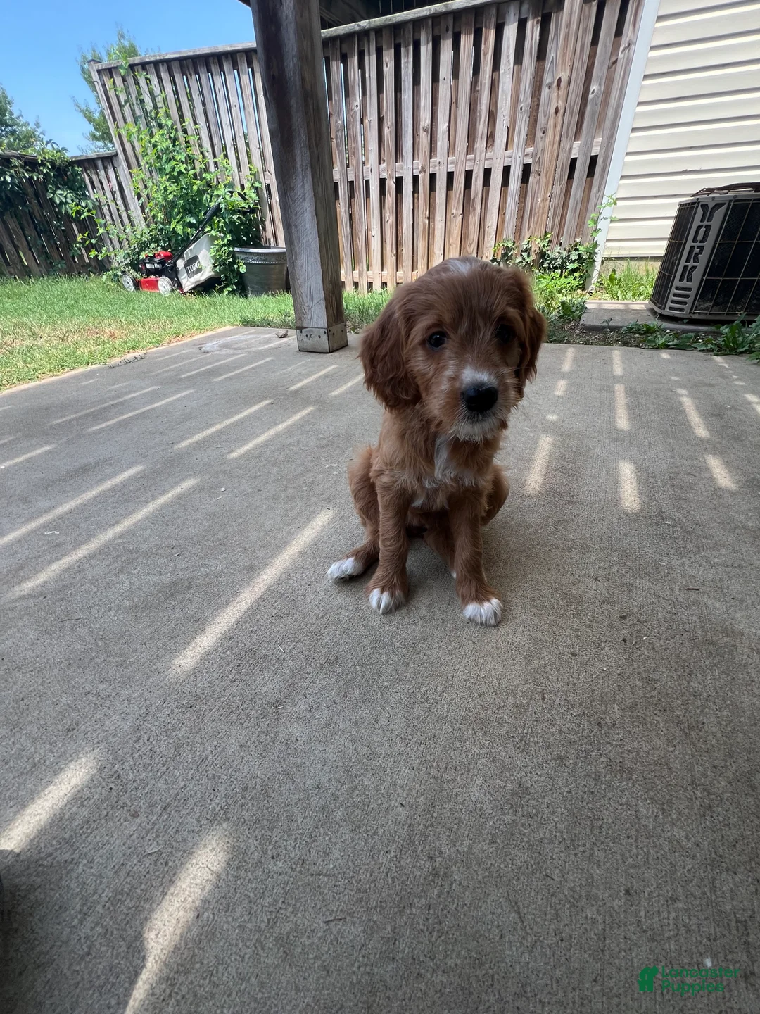 Mixed Breed dogs for sale: Penny - Ad 2