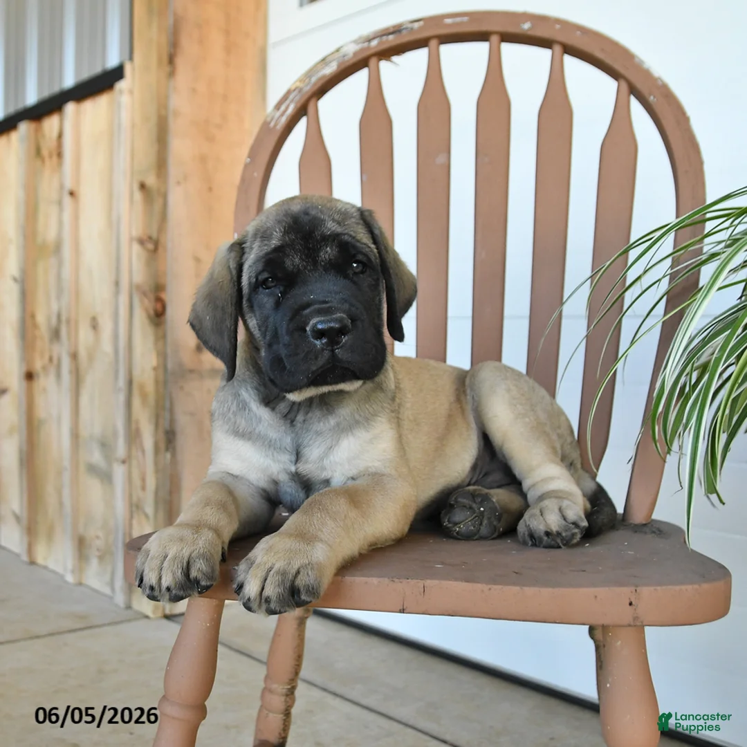 English Mastiff dogs for sale: Micah - Ad 1
