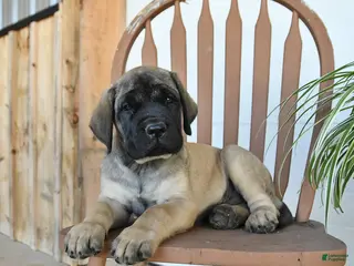 English Mastiff dogs for sale: Micah - Ad 2
