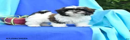 Shih Tzu dogs for sale: Conrad - Ad 5