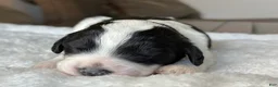 Sheepadoodle dogs for sale: Black & White Female 2 - Ad 3