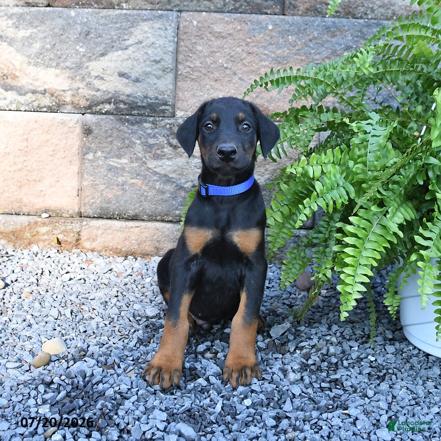Doberman Pinscher dogs Pepsi - Ad 2