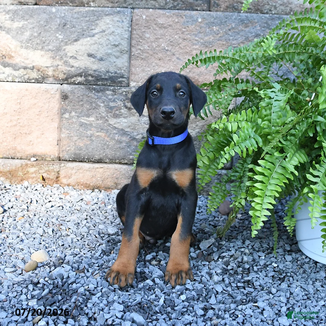 Doberman Pinscher dogs for sale: Pepsi - Ad 2