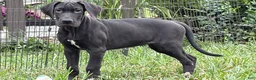 Great Dane dogs for sale: Pam Great Dane  - Ad 8