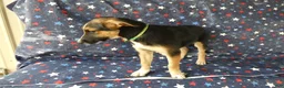 Sheprador dogs for sale: Golden Shepherd 1 Susie - Ad 3