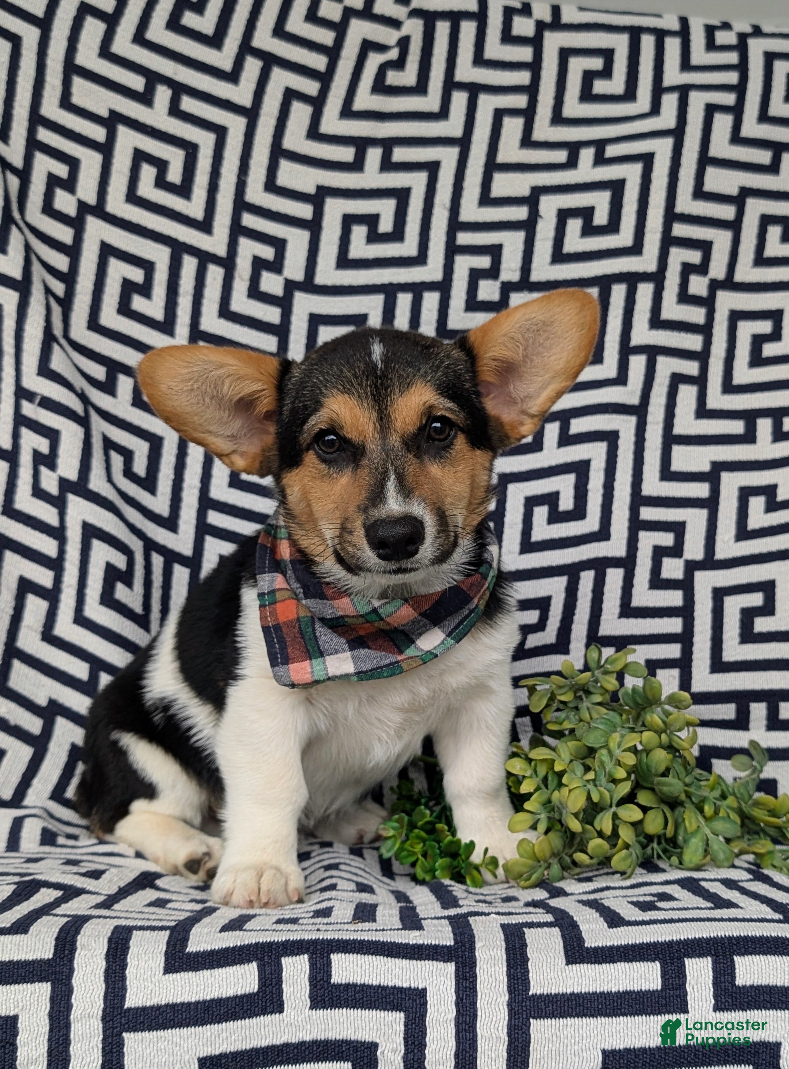 Welsh Corgi Pembroke dogs for sale: Blake - Ad 2