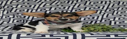 Welsh Corgi Pembroke dogs for sale: Blake - Ad 1