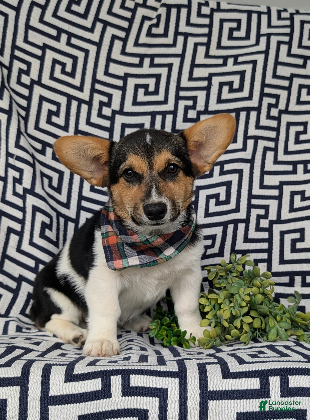 Welsh Corgi Pembroke dogs for sale: Blake - Ad 1
