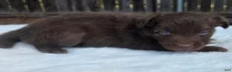 Australian Shepherd dogs for sale: Seth - Ad 3