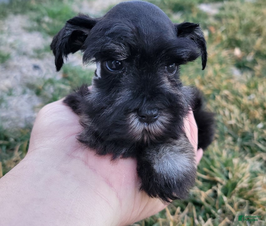 Miniature Schnauzer dogs Hazel, AKC Miniature Schnauzer - Ad 2